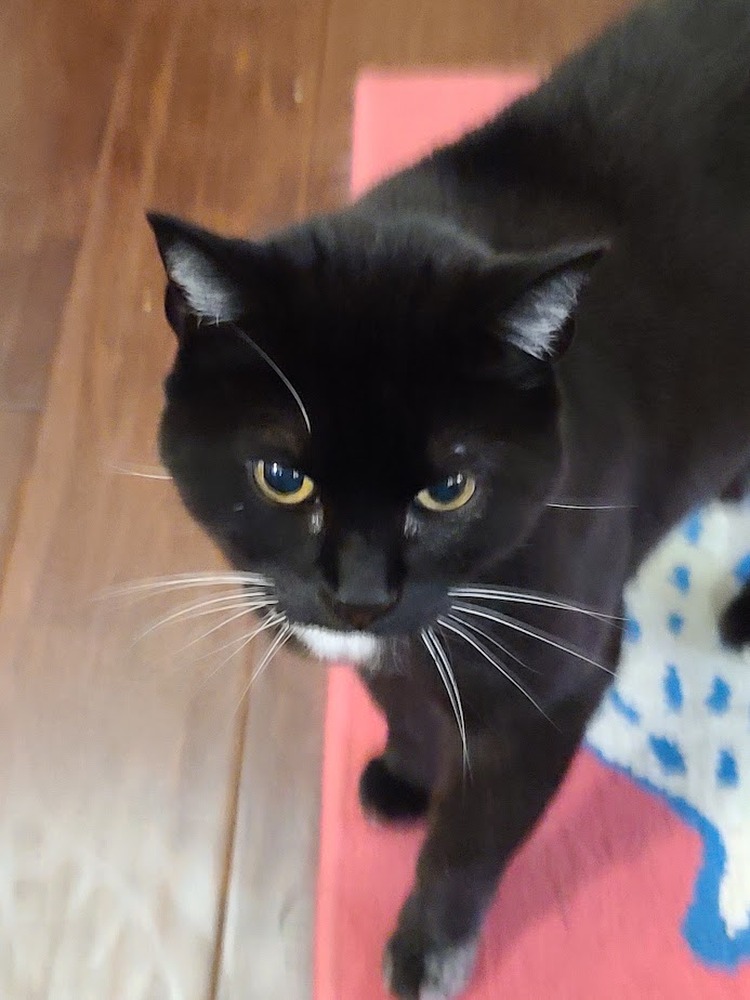 Black Cat Reference Photo